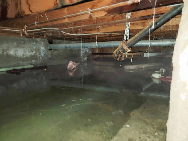 Best Mold removal after water damage  in Monongah, WV