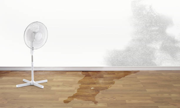 Best Water damage restoration specialists  in Monongah, WV